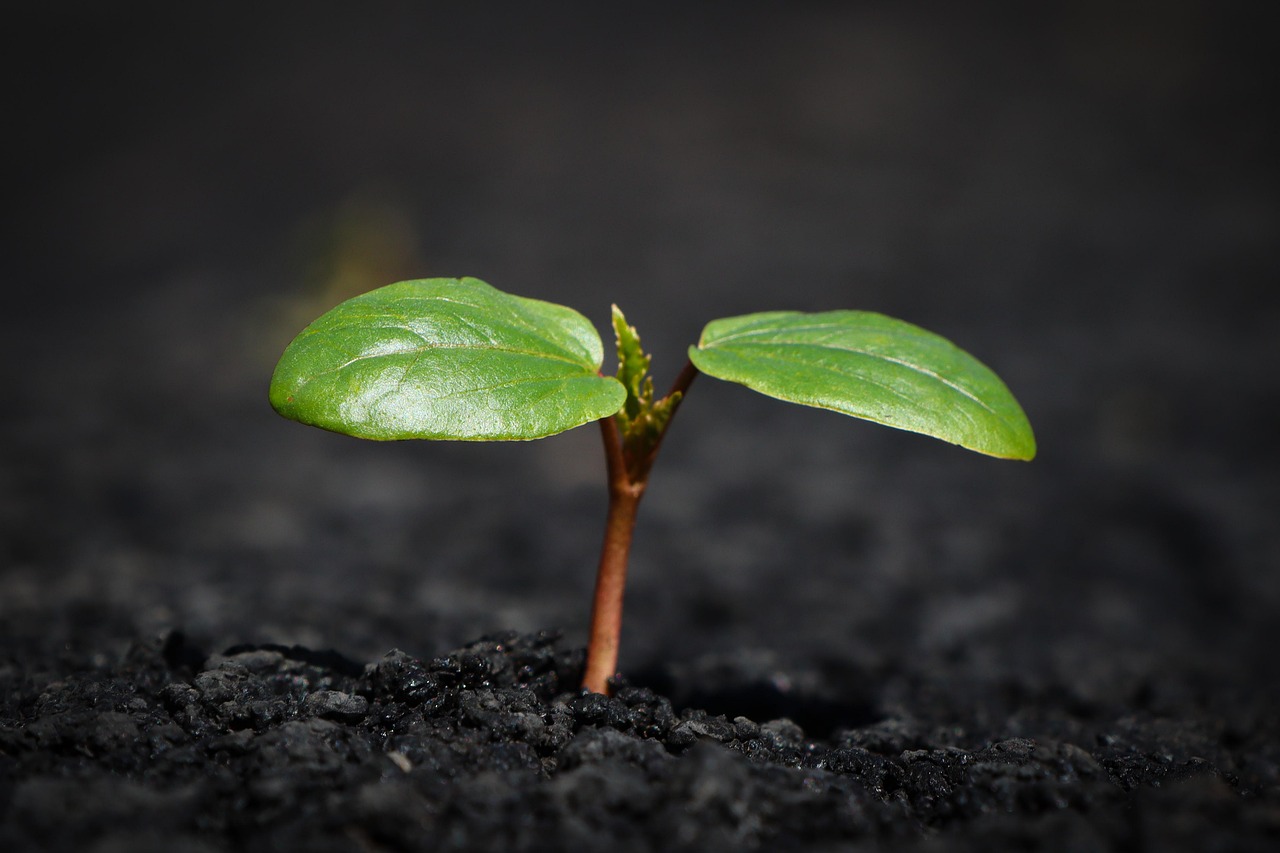 plant-8338691_1280