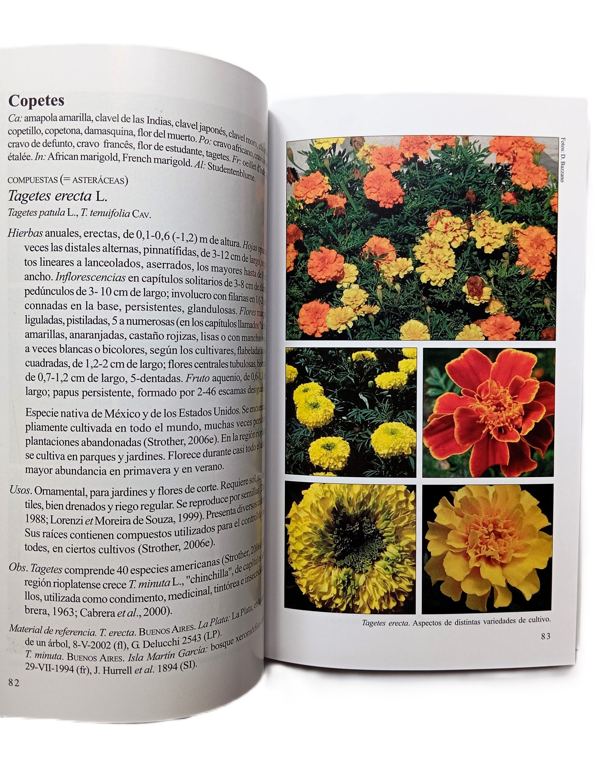 Biota Rioplatense XII. Dicotiledóneas herbáceas 2 nativas y exóticas - Imagen 4