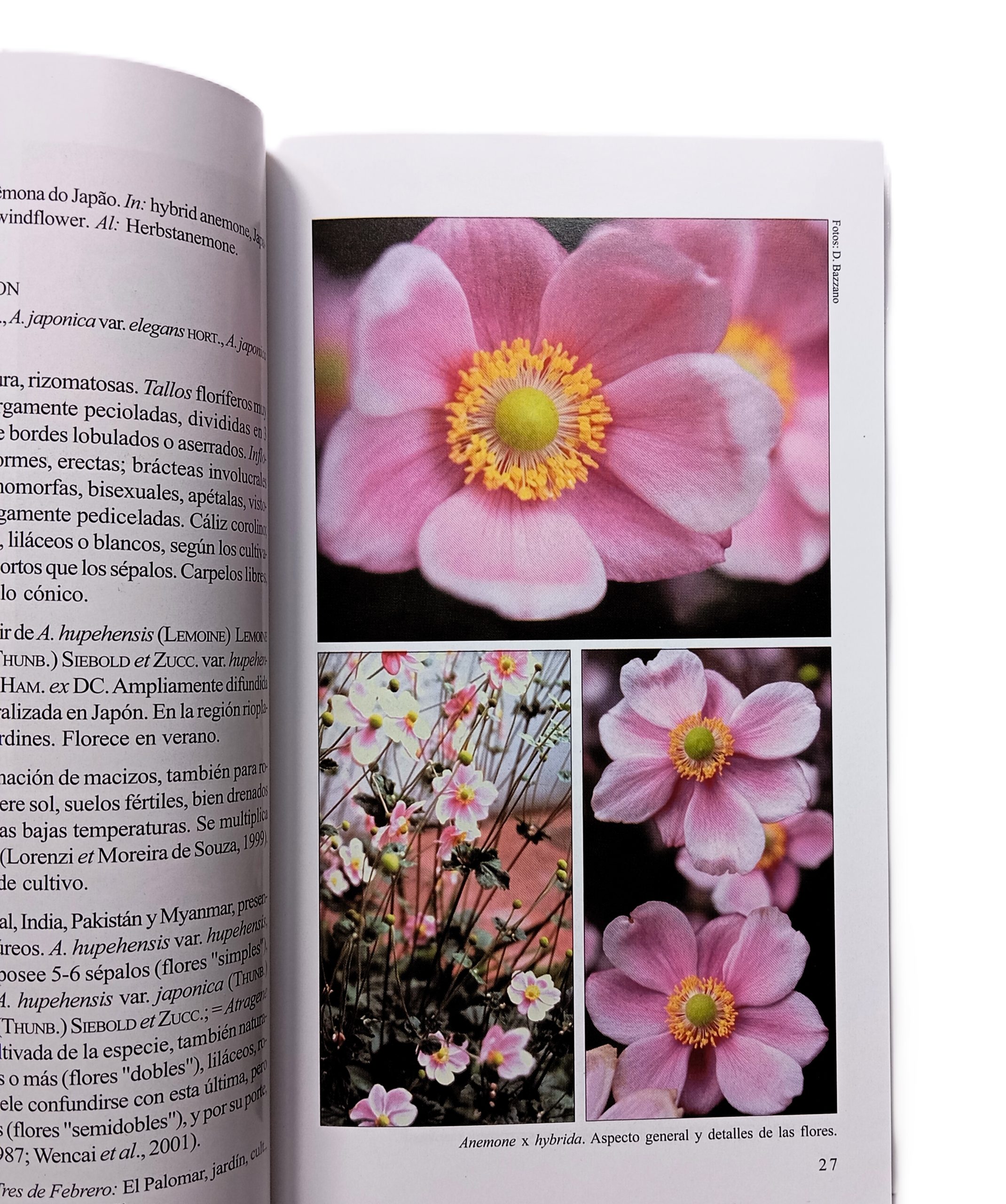 Biota Rioplatense XII. Dicotiledóneas herbáceas 2 nativas y exóticas - Imagen 3