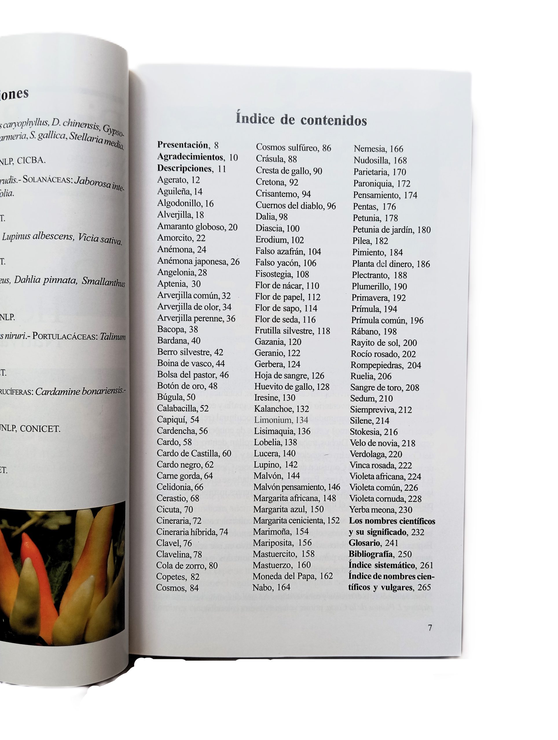 Biota Rioplatense XII. Dicotiledóneas herbáceas 2 nativas y exóticas - Imagen 2