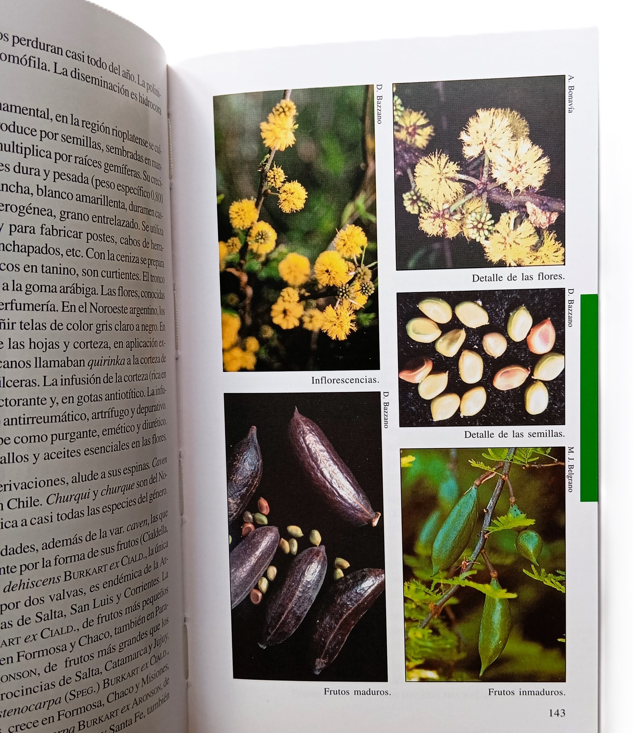 Biota Rioplatense VII. Leguminosas nativas y exóticas - Imagen 4