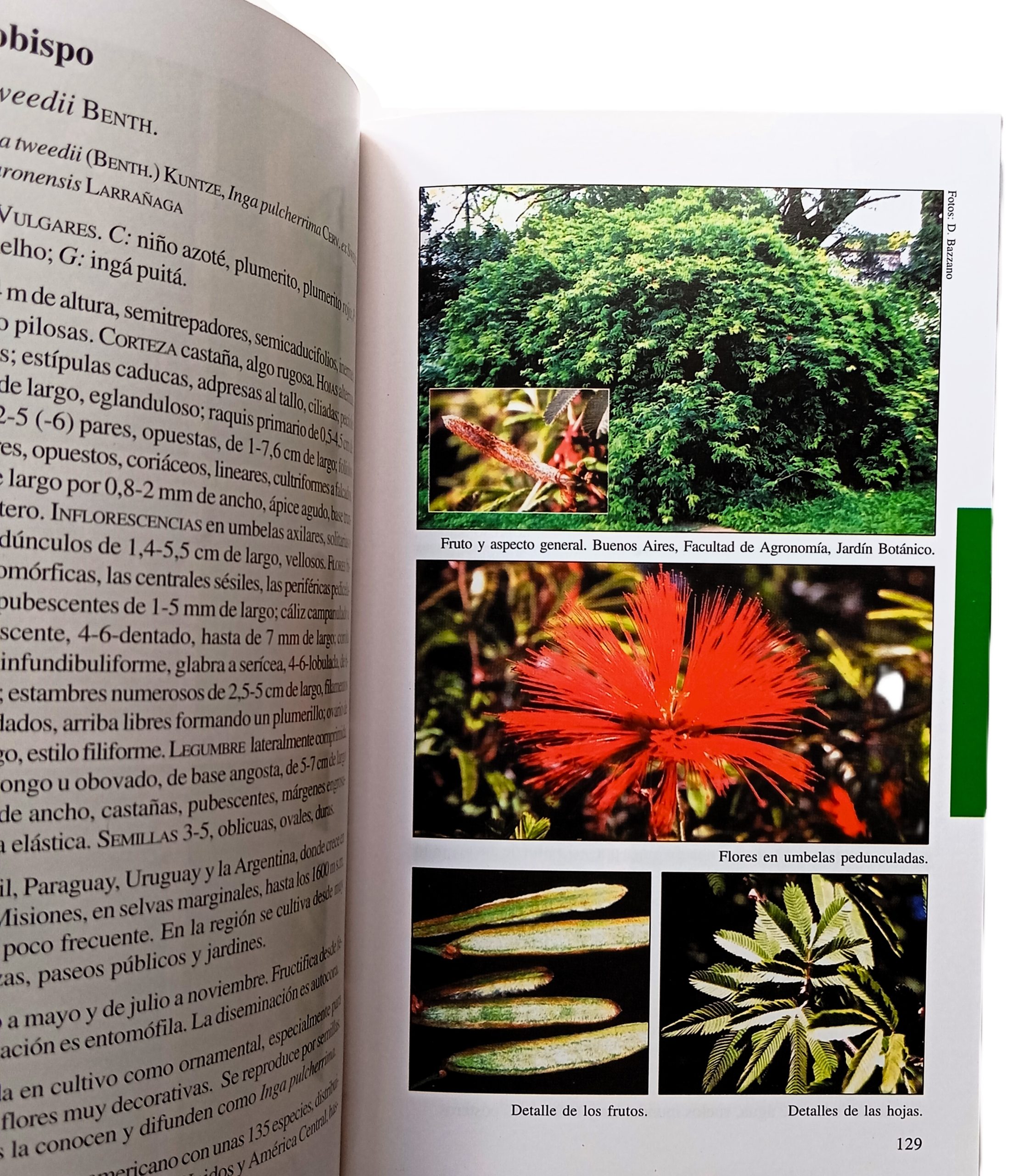 Biota Rioplatense VII. Leguminosas nativas y exóticas - Imagen 3