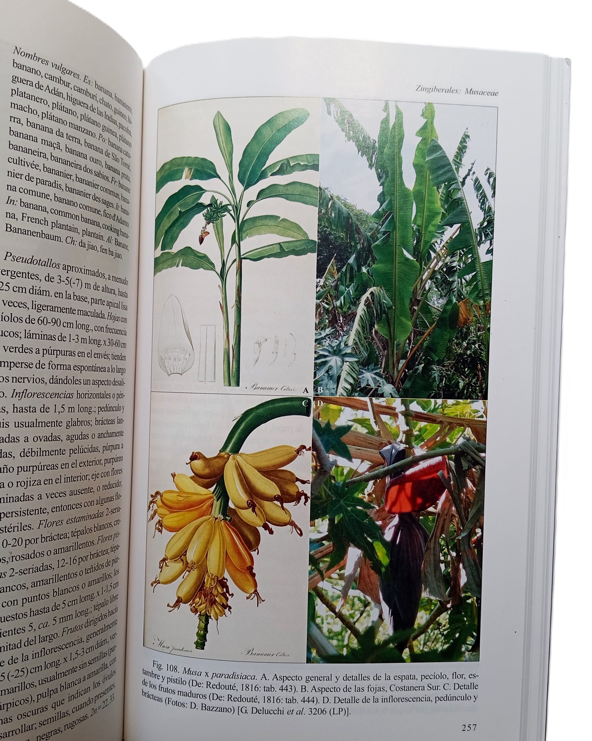 FLORA RIOPLATENSE: Monocotiledóneas - Imagen 4