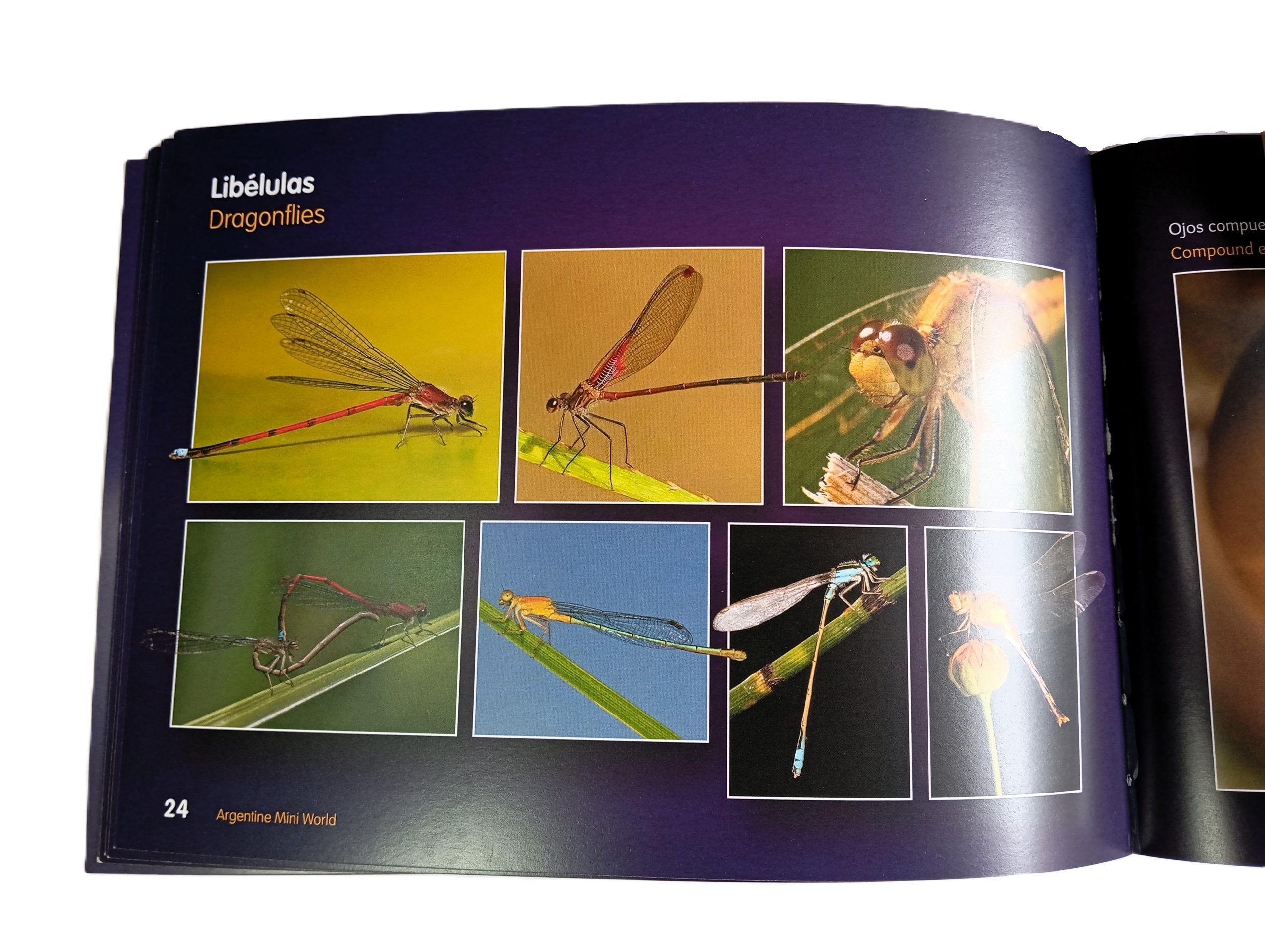 Mini Mundo Argentino: El maravilloso mundo de los bichos - Imagen 2