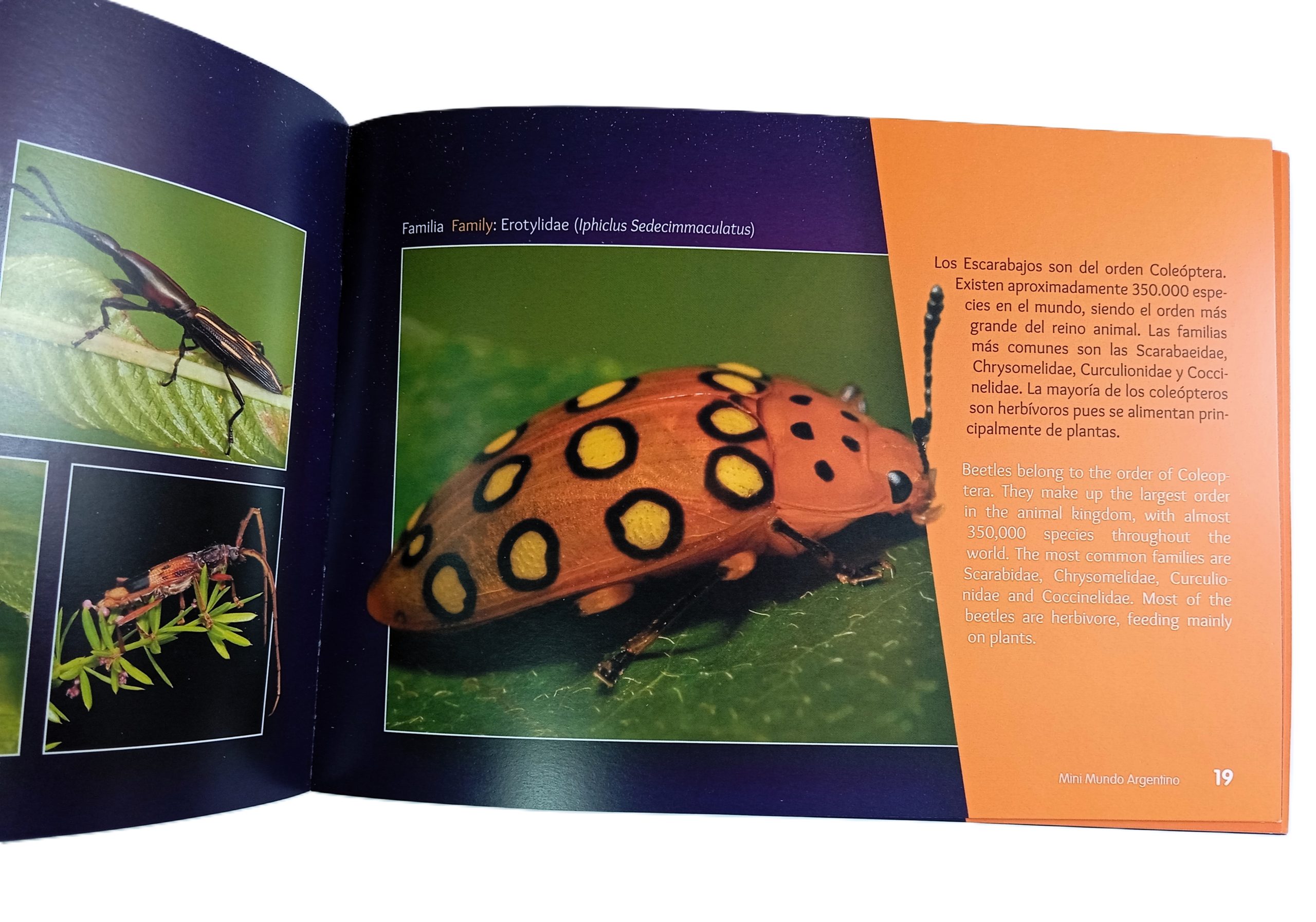 Mini Mundo Argentino: El maravilloso mundo de los bichos - Imagen 3