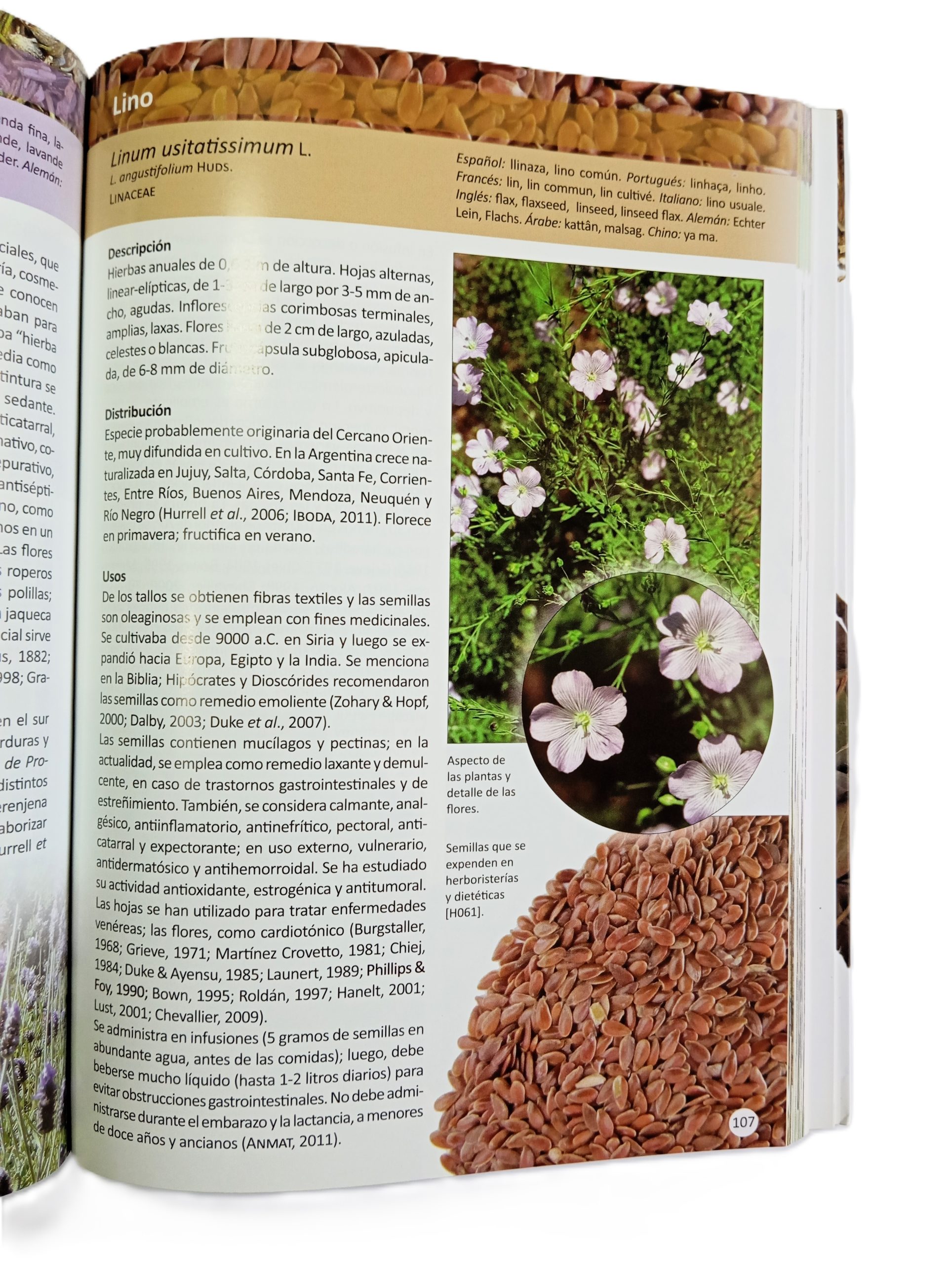 Plantas De Herboristería - Imagen 4