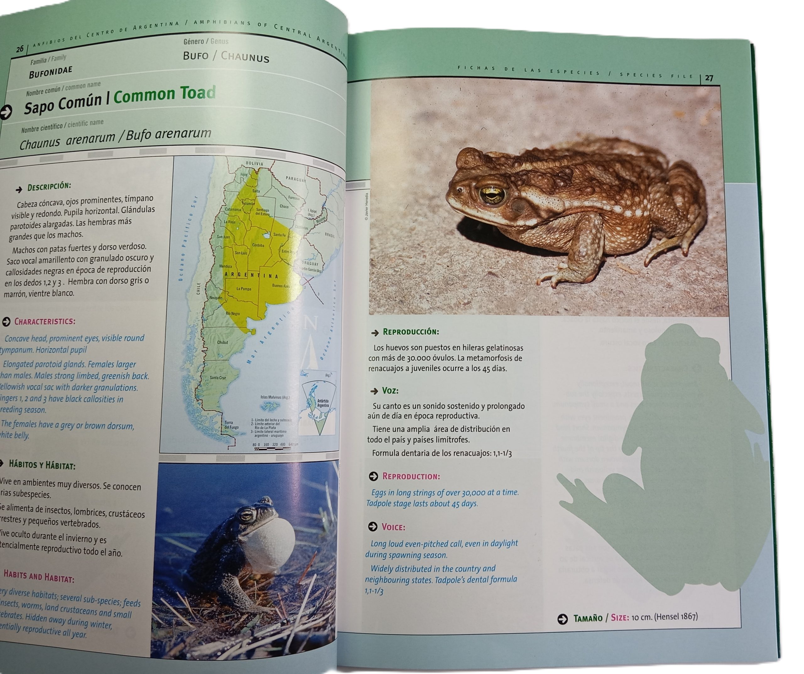 Anfibios del Centro de Argentina - Imagen 3