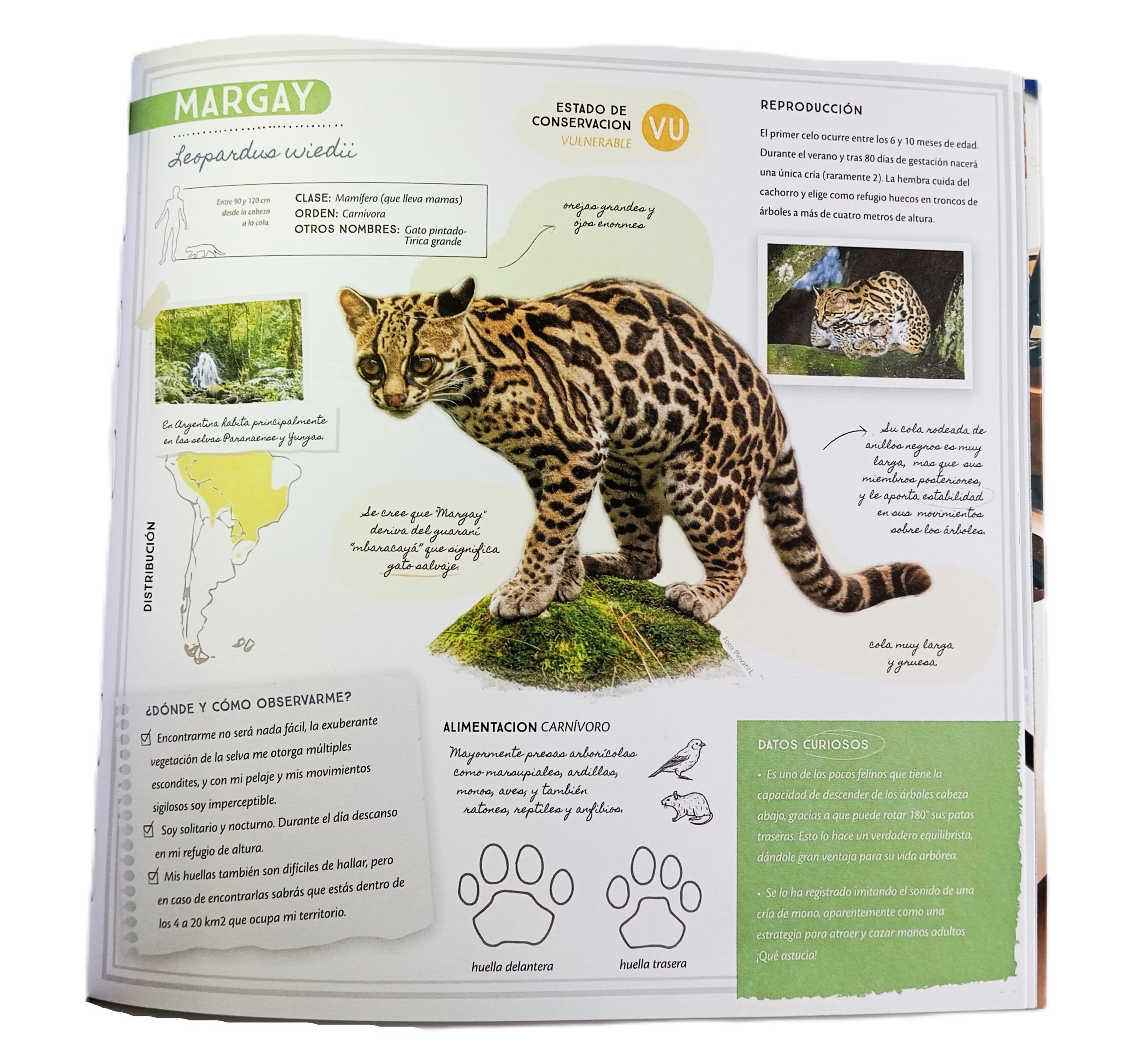 Colores Nativos: Animales en Argentina Colorealos y Conocelos - Imagen 2