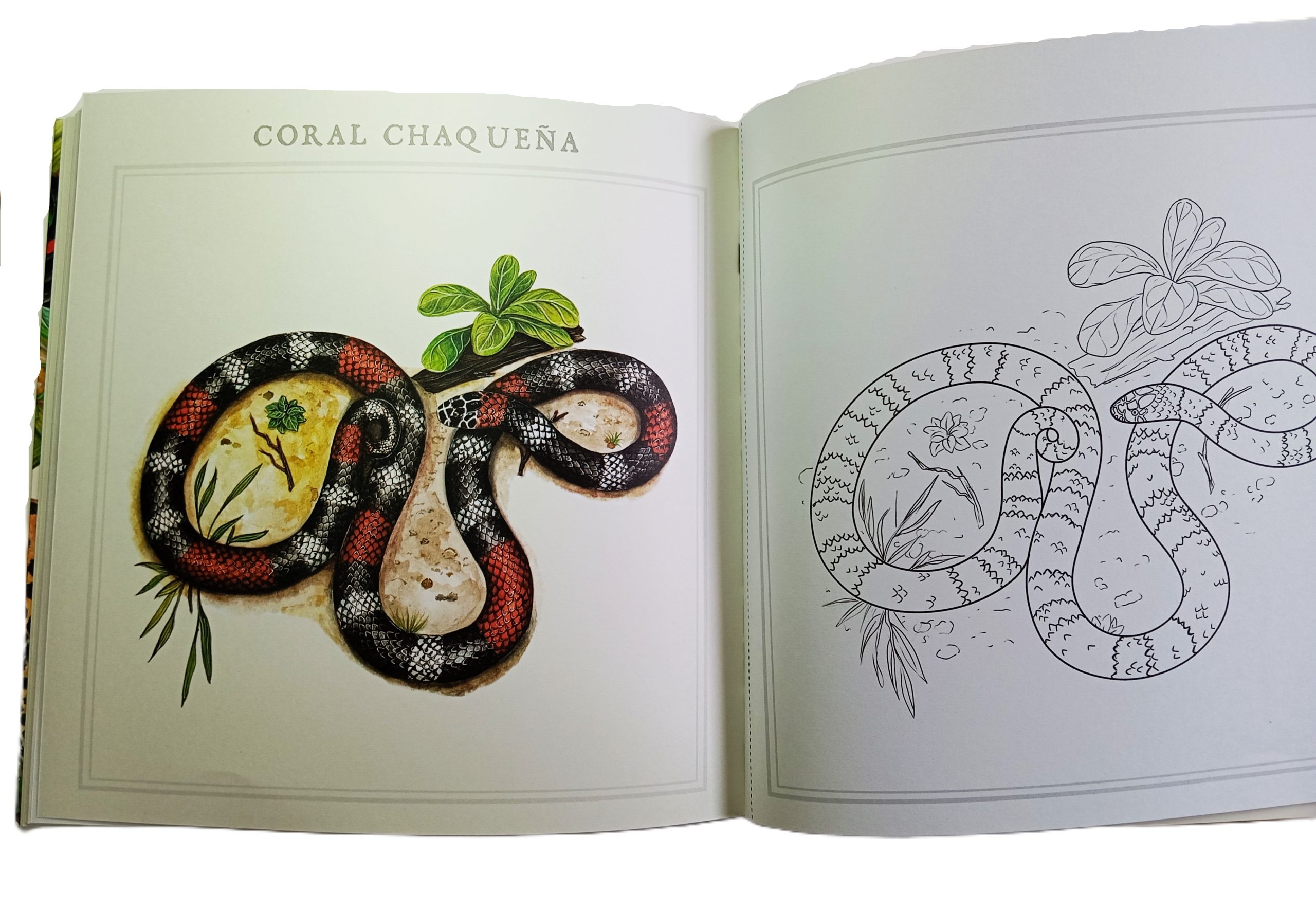 Colores Nativos: Animales en Argentina Colorealos y Conocelos - Imagen 3