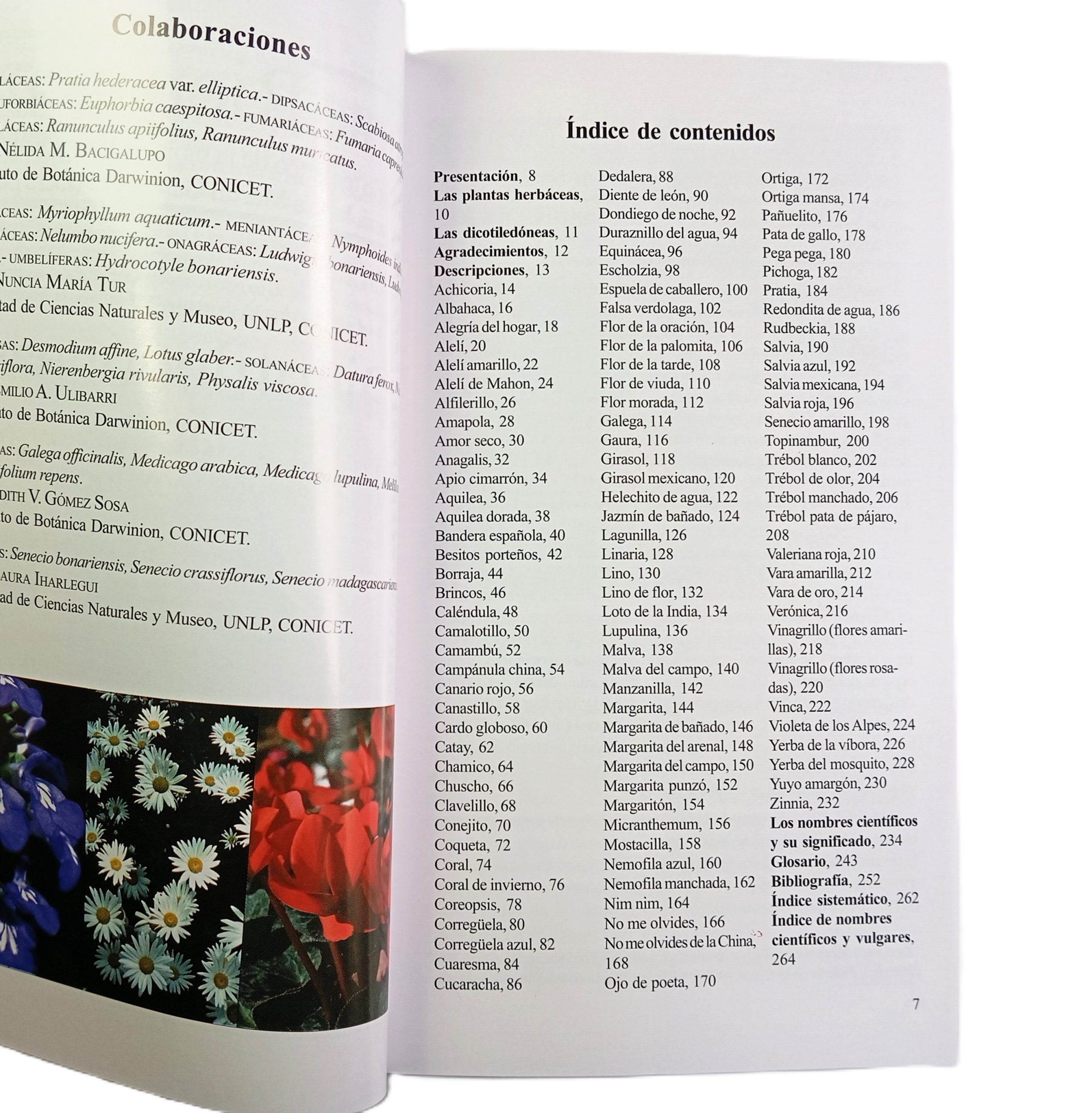 Biota Rioplatense XI: Dicotiledóneas herbáceas 1 nativas y exóticas - Imagen 2