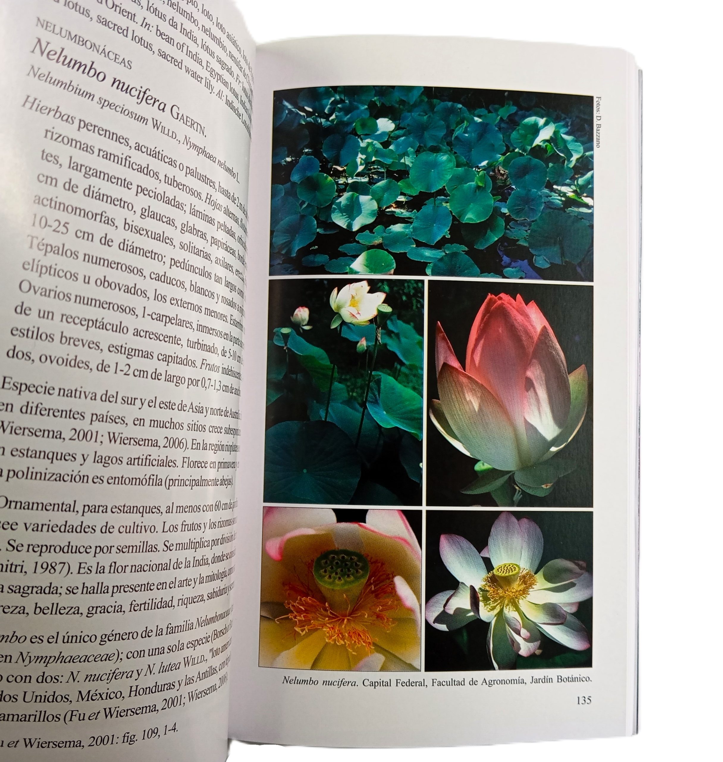 Biota Rioplatense XI: Dicotiledóneas herbáceas 1 nativas y exóticas - Imagen 4