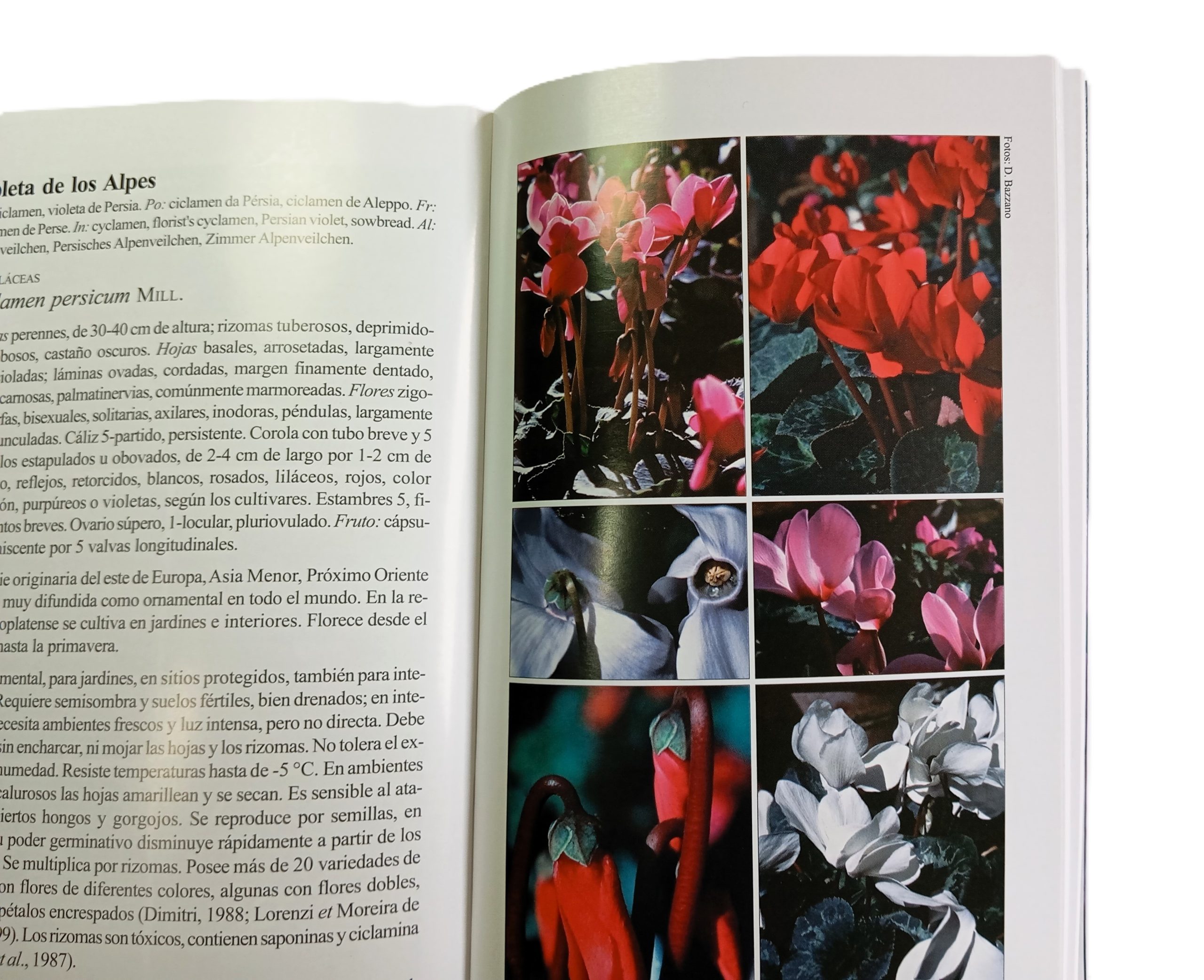 Biota Rioplatense XI: Dicotiledóneas herbáceas 1 nativas y exóticas - Imagen 3