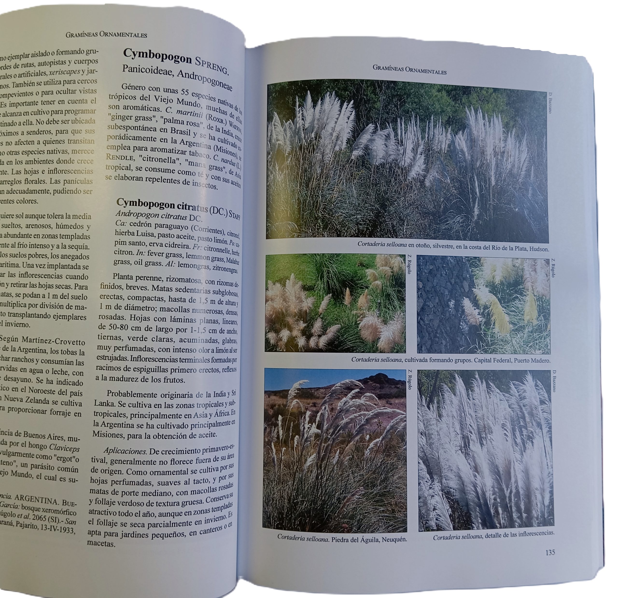 Gramíneas Ornamentales - Imagen 3