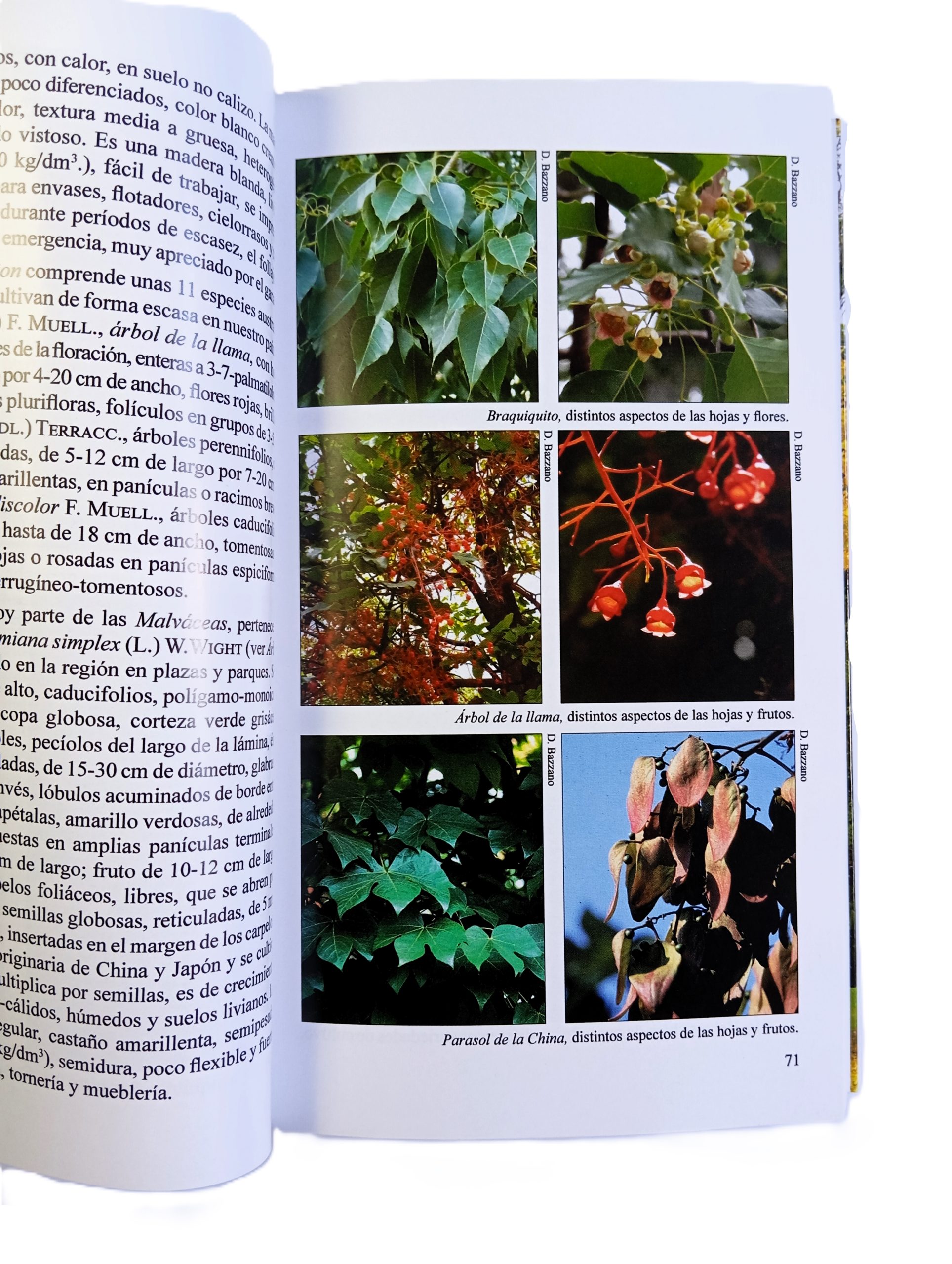 Arboles Urbanos 1: Biota Rioplatense IV - Segunda Edición - Imagen 3