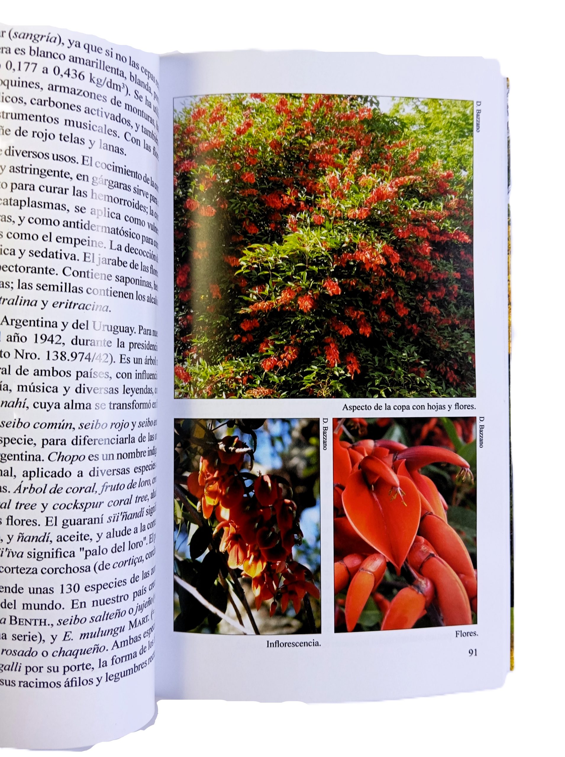 Arboles Urbanos 1: Biota Rioplatense IV - Segunda Edición - Imagen 4