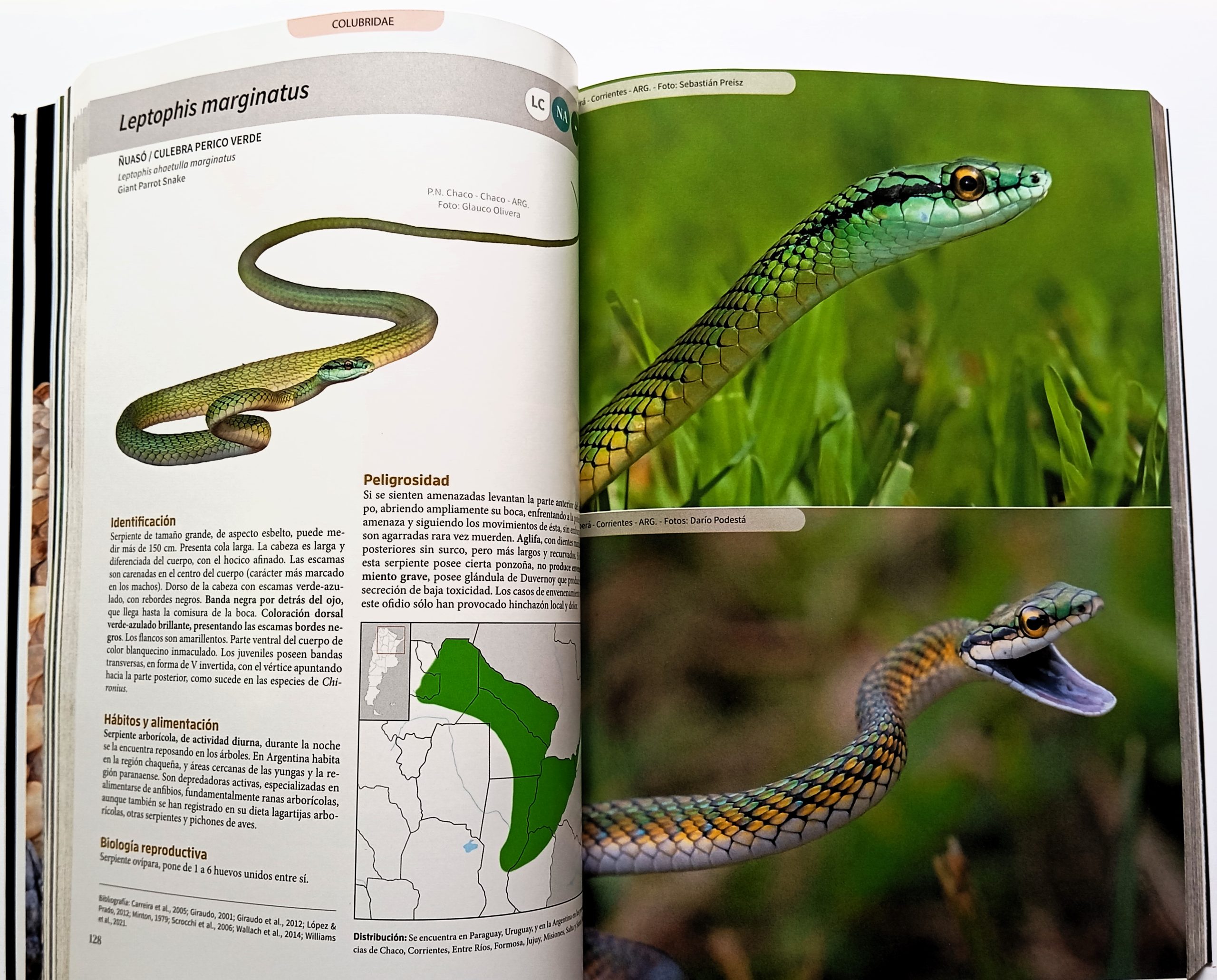 Serpientes De La Argentina - Guía Completa - Imagen 3
